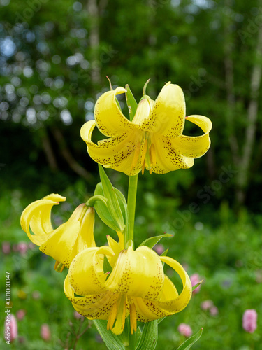 Summer flowering of herbs and plants in mountain meadows variety of all colors and colors, adventures in the world of nature. photo