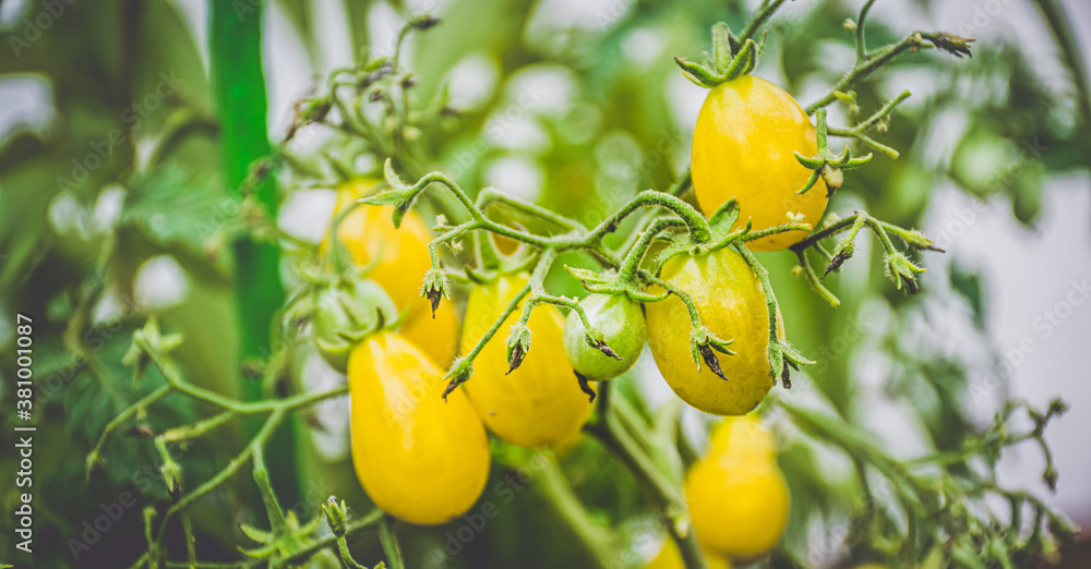Picture of yellow cherry tomatoes.