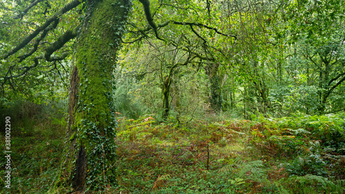 path in the forest in autumn