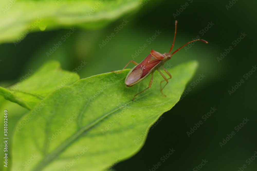 bug on a leaf bug on a leaf