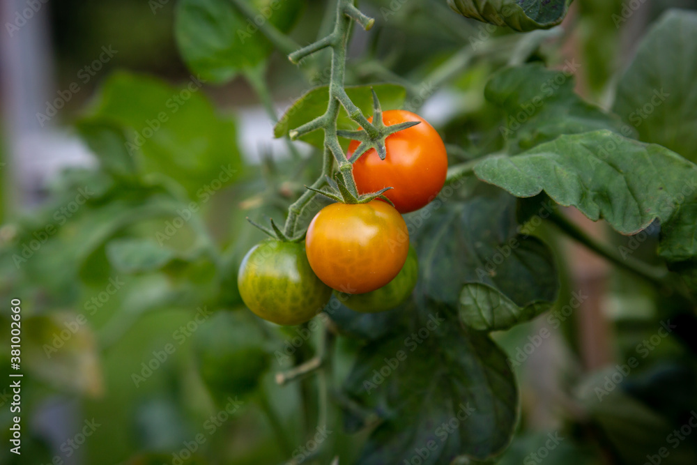 Tomatoes growing in a Greenhouse