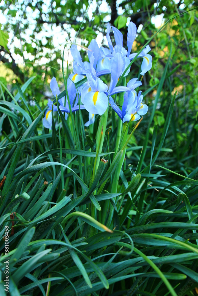 杜若 カキツバタ 杜若 カキツバタ