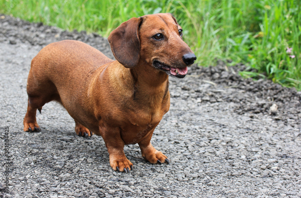 Smooth-haired red-haired adult dachshund walks in the village Smooth-haired red-haired adult dachshund walks in the village