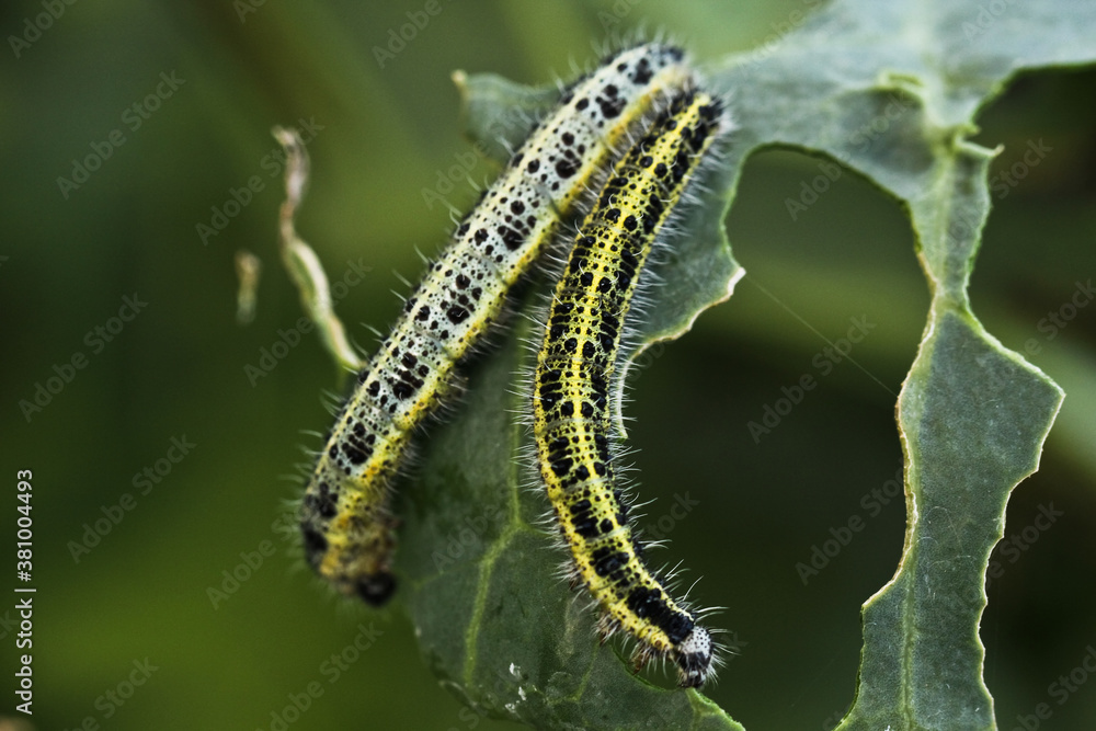 Fototapeta premium Green cabbage caterpillars eat cabbage leaves.