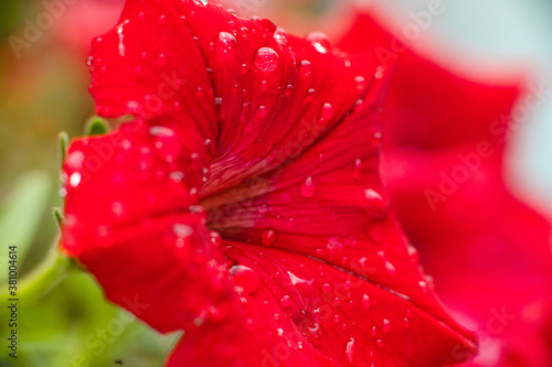 Picture of charming red petunia flower with dew droplets  blur background