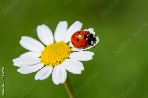 ladybug on Daisy flower macro. Green summer meadow background with chamomile and ladybug. purity freshness nature. close up. copy space.