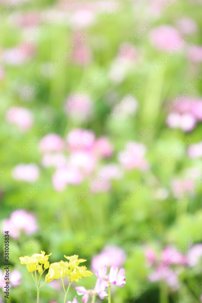 蓮華と菜の花