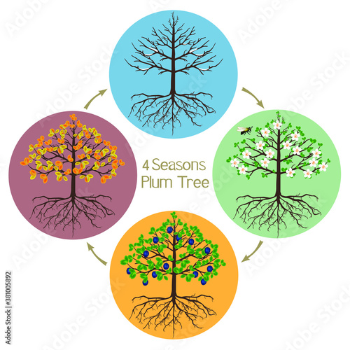 Four seasons plum tree on a white background.