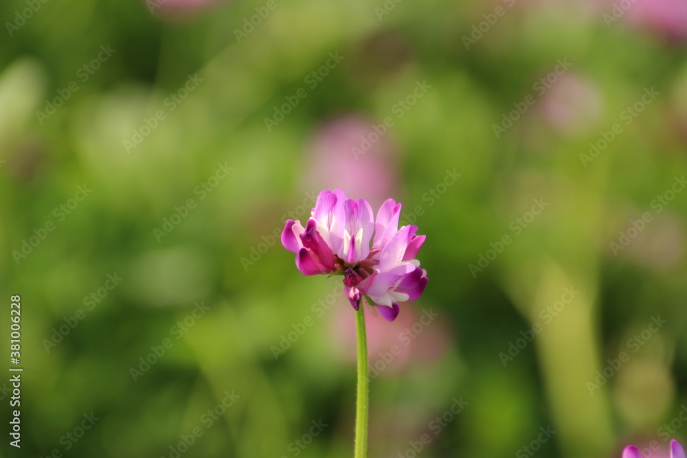 蓮華と菜の花