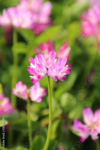 蓮華と菜の花