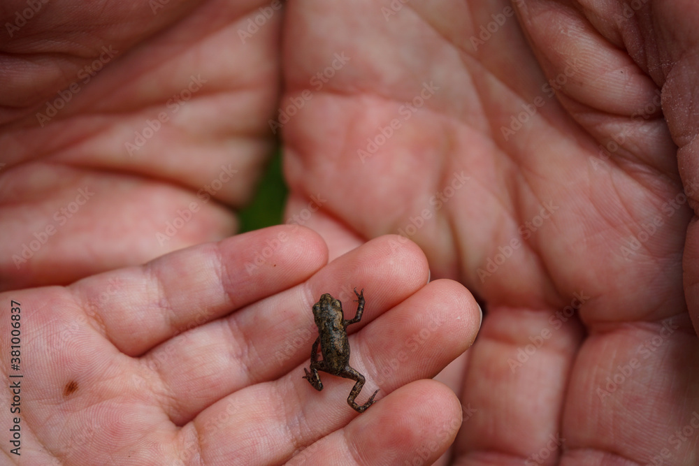 Tiny frog crawling on fingers