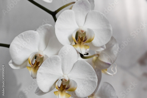 inflorescence of white smooth orchids against the background of  curtains at home.