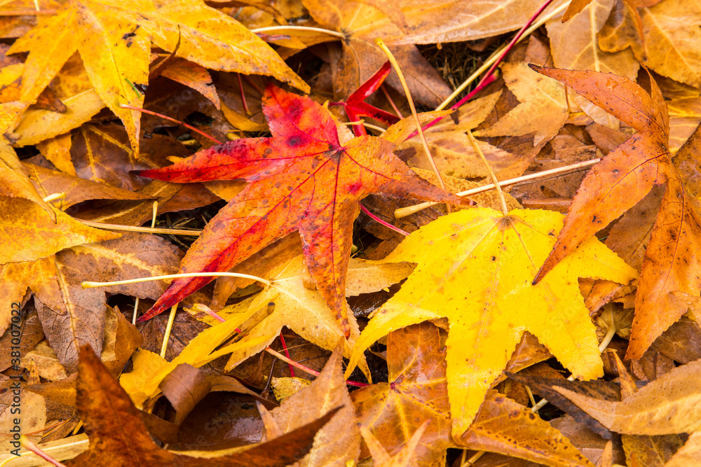 Colorful maple tree leaves that have recently fallen to the ground. Colorful maple tree leaves that have recently fallen to the ground.