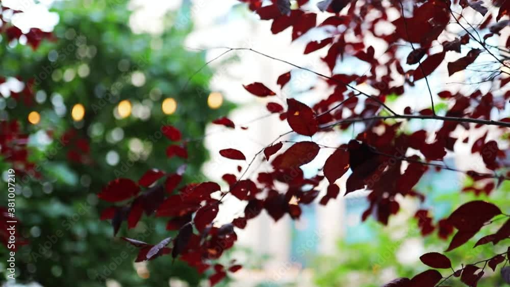 Red Leaves With a Blurry Building and Trees as Background Red Leaves With a Blurry Building and Trees as Background