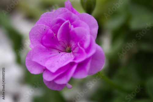 Flower with shades of pink in a garden vase