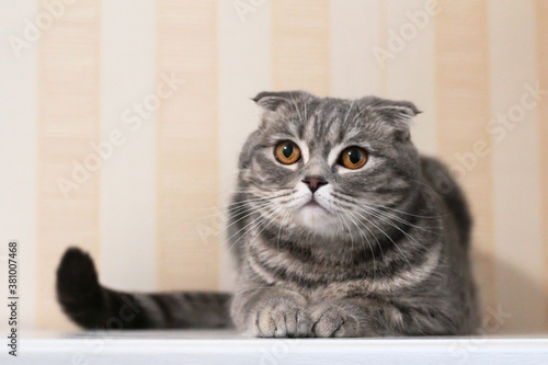 Fototapeta Naklejka Na Ścianę i Meble -  The cat is lying on the table on a striped background.