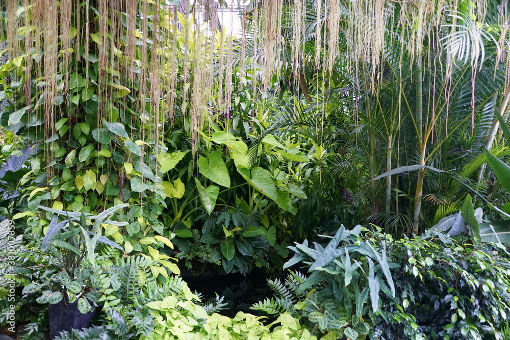 Naklejka premium Tropical green plants by a pond