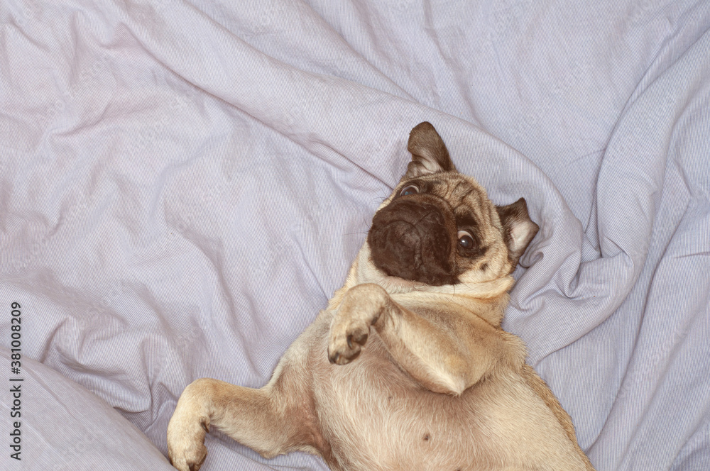 Small cute pug dog sleeping at home on the bed. good morning with the pet