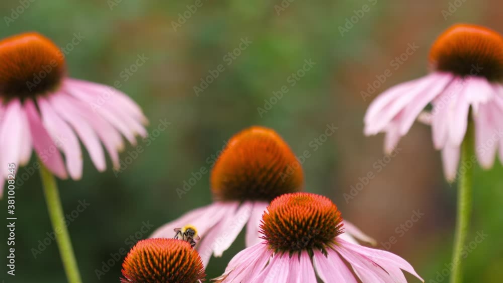 Bumblebee on a Echinacea flower Bumblebee on a Echinacea flower