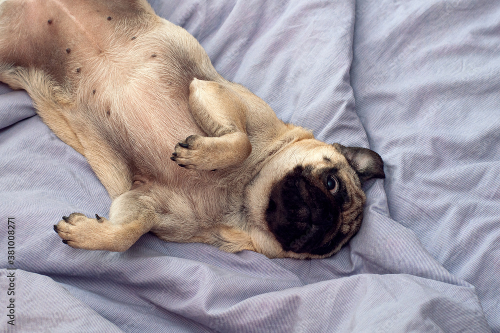 Small cute pug dog sleeping at home on the bed. good morning with the pet Small cute pug dog sleeping at home on the bed. good morning with the pet