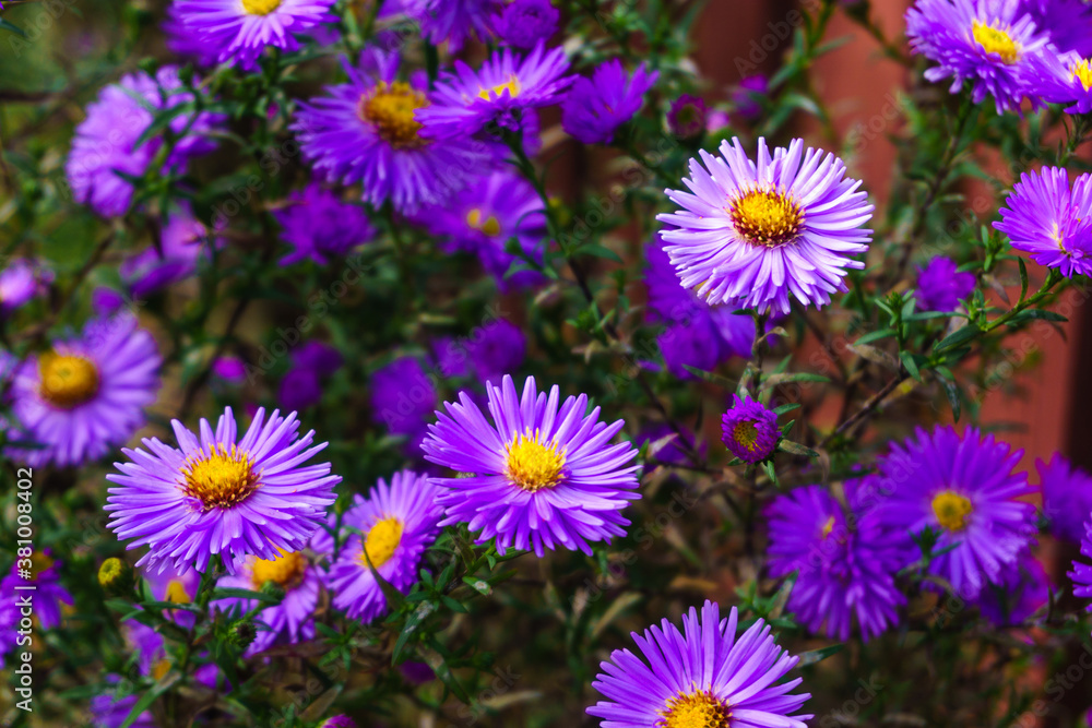 purple and yellow flowers purple and yellow flowers