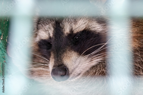Photography Hungry, weak and sick sleeping raccoon locked in a cage behind a metal fence and