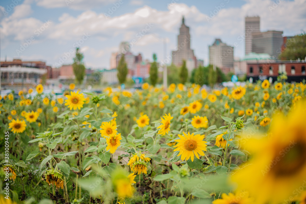 Sunflowers in the city