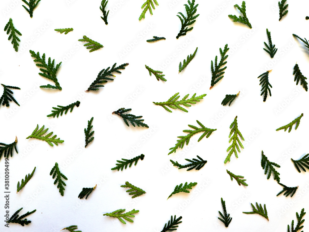 Pine and fir branches isolated on white background, seamless pattern. Christmas and New Year background. Pine and fir branches isolated on white background, seamless pattern. Christmas and New Year background.