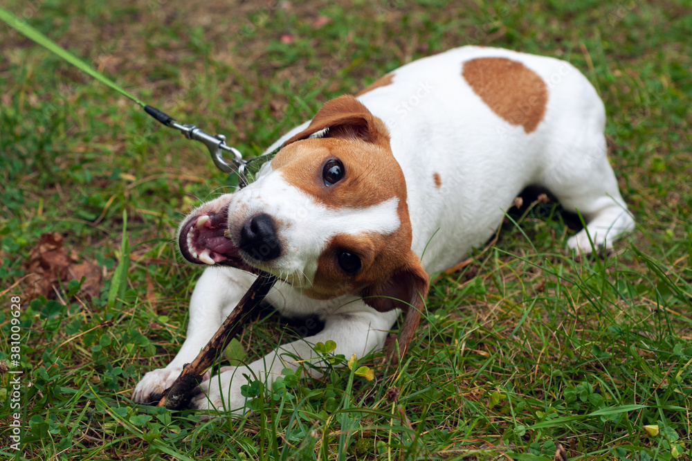 jack russell dog lies on the green grass and gnaws a stick