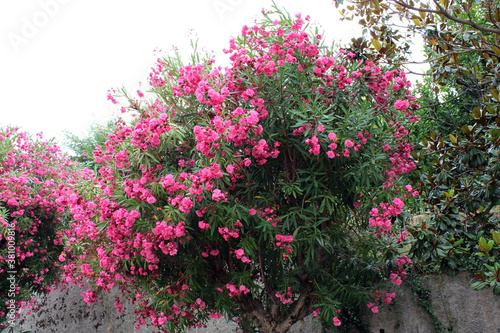 Siepe di Oleandro rosa Nerium oleander