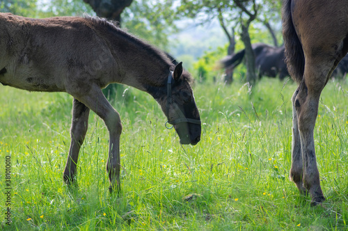 Foto Dark old kladruby horses on pasture on meadow with trees, young baby animal with