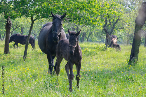 Fotografie Dark old kladruby horses on pasture on meadow with trees, young baby animal with