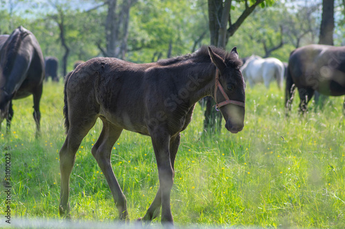 Dark old kladruby horses on pasture on meadow with trees  young baby animal with their mothers in tall grass  beautiful scene
