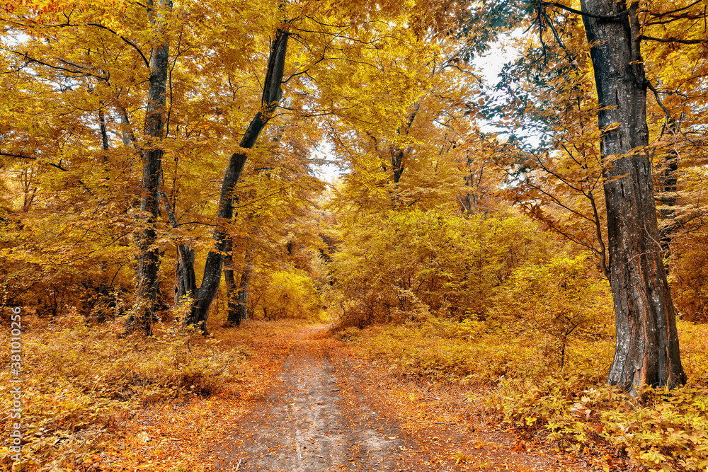 Dense forest in the middle of autumn Dense forest in the middle of autumn
