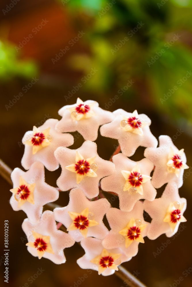 Macro of Hoya Carnosa or Waxplant Flower