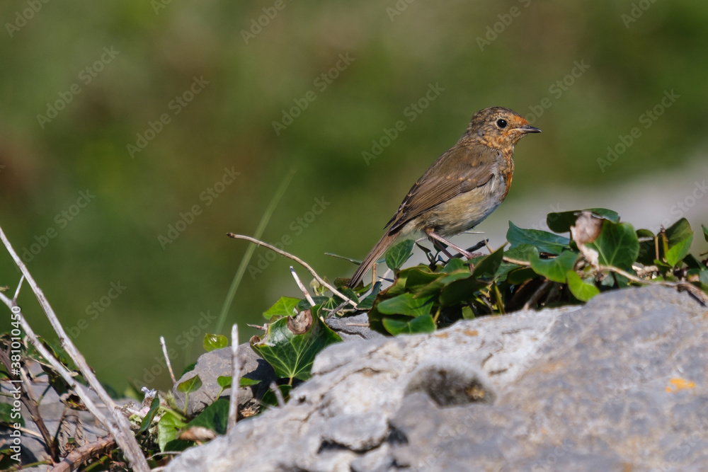 European Robin (Erithacus rubecula) at Inis Mor, Aran Islands, County Galway, Ireland European Robin (Erithacus rubecula) at Inis Mor, Aran Islands, County Galway, Ireland