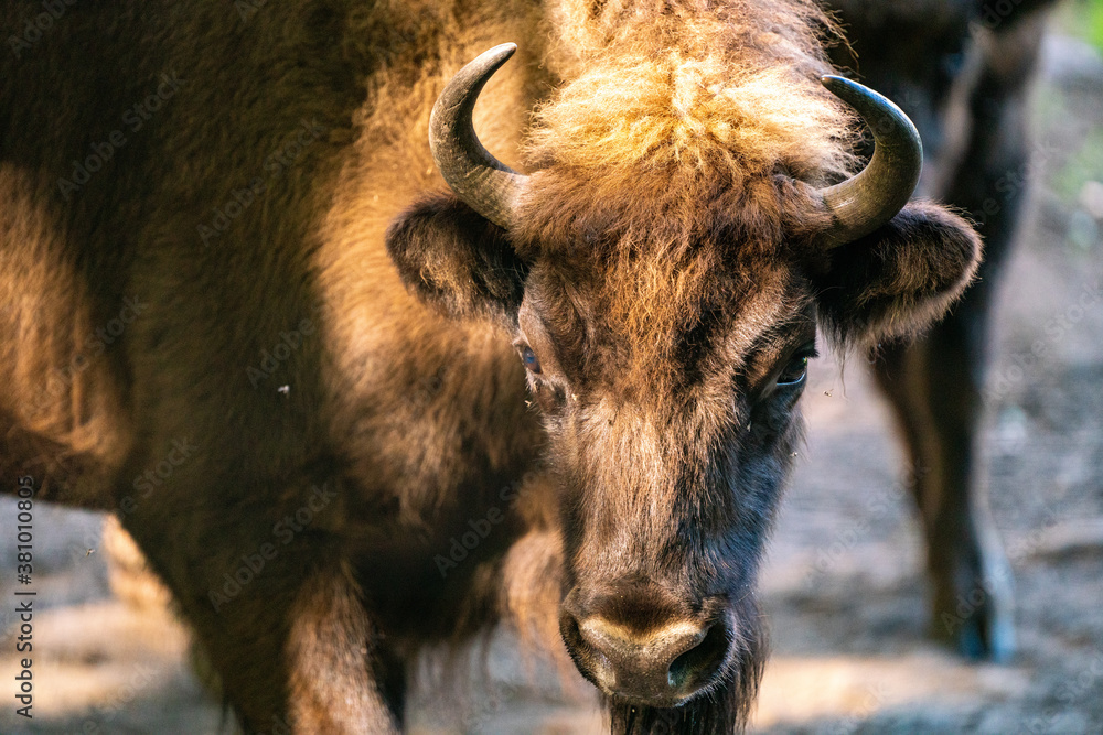 Fototapeta premium Wisent im Tierpark