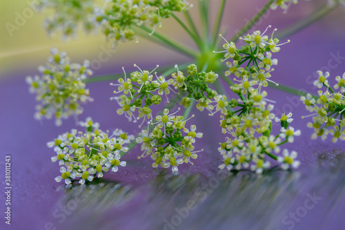 Macro abstract art texture view of tiny parsley flower blossoms with colorful defocused background and copy space