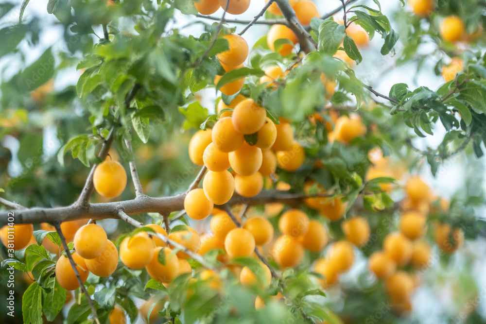 bright yellow cherry plums fruits high grain photo