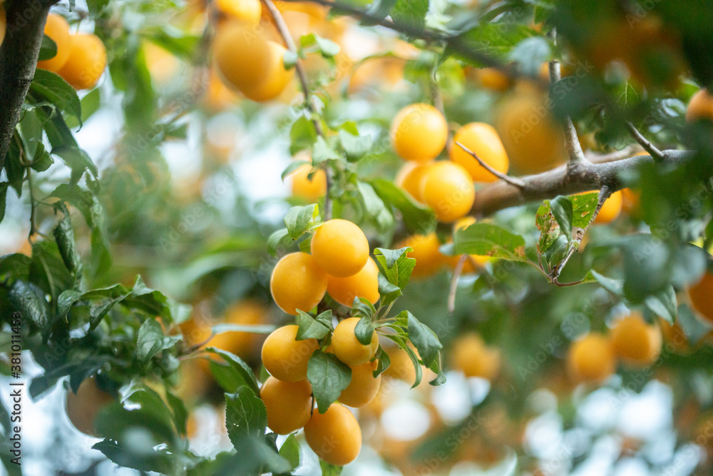 bright yellow cherry plums fruits high grain photo