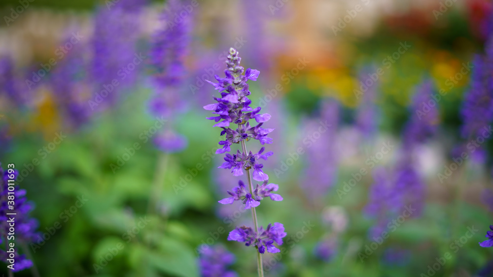 Flor de una planta en un invernadero morada