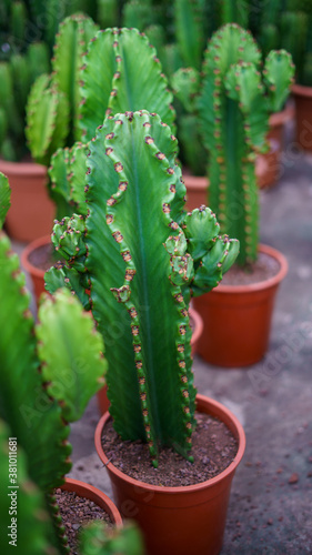 Grupo de cactus peqiuños medianos verdes en macetas en un invernadero photo