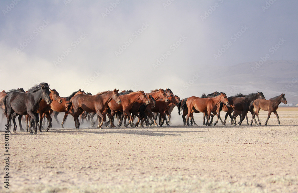 Fototapeta premium a plain with beautiful horses in sunny summer day in Turkey. Herd of thoroughbred horses. Horse herd run fast in desert dust against dramatic sunset sky. wild horses 