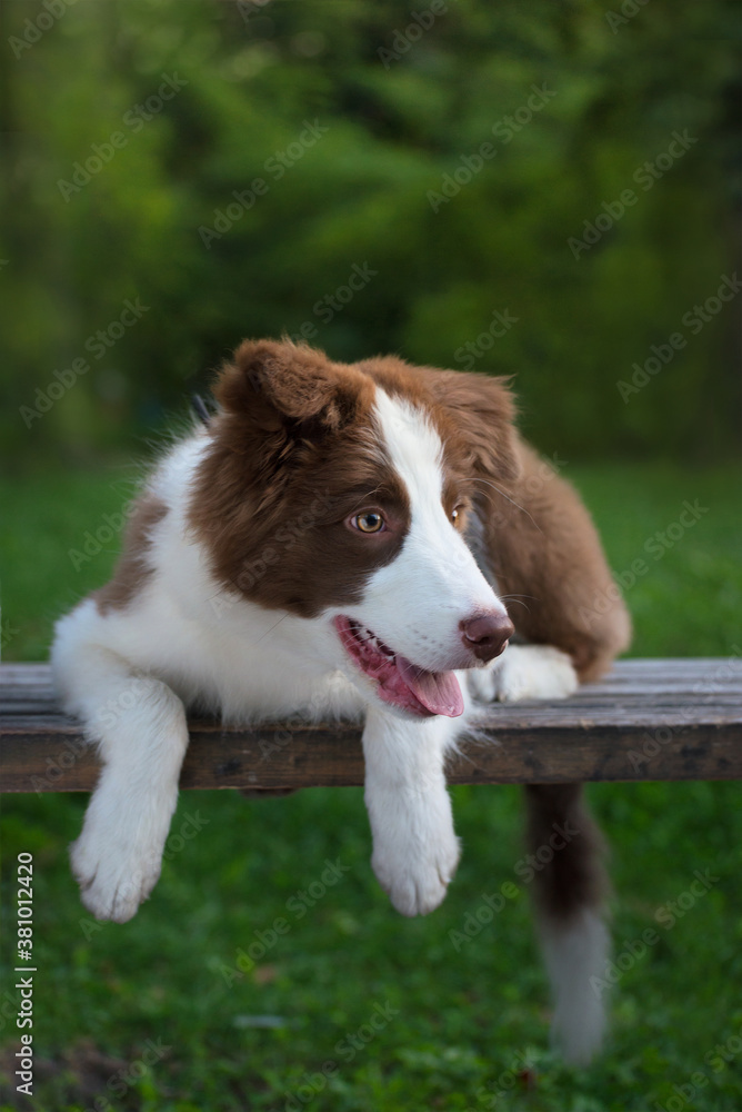 Adorable Border Collie puppy sitting on the ground. Four months old fluffy puppy in the park.