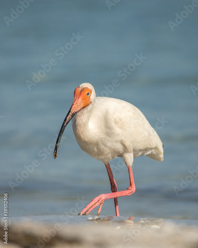 White Ibis bird with bright, long, orange beak, wading in the water.