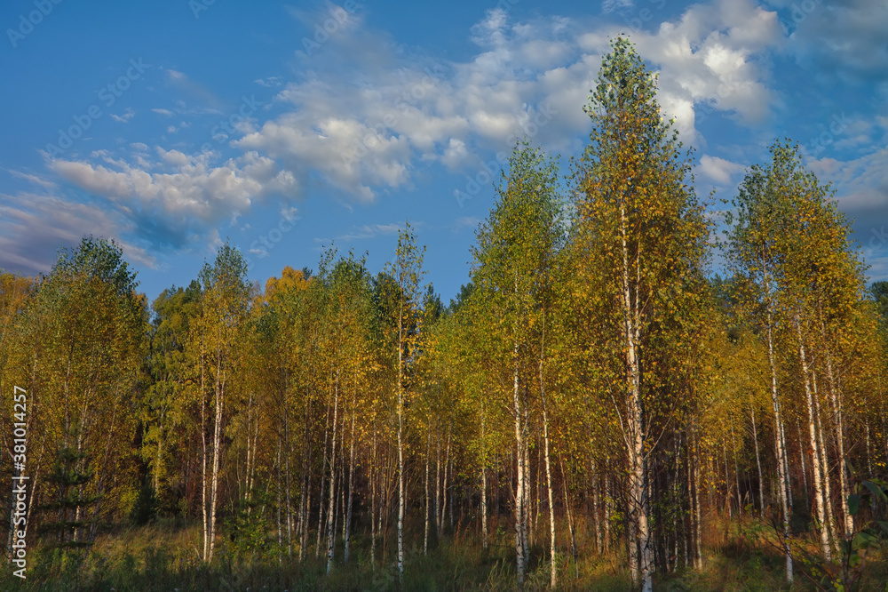Beautiful landscape in autumn birch grove. Autumn, yellow birch forest, nature autumn landscape. Beautiful landscape in autumn birch grove. Autumn, yellow birch forest, nature autumn landscape.