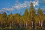 Beautiful landscape in autumn birch grove. Autumn, yellow birch forest, nature autumn landscape.