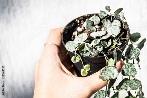 Hand holding ceropegia woodii variegata. photo