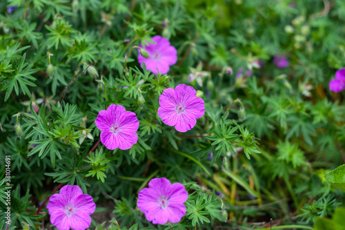 Geranium sanguineum bloody crane's-bill
