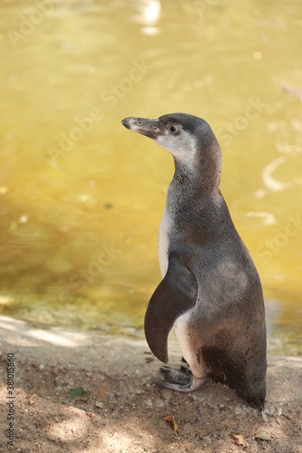 penguin standing near pool of water